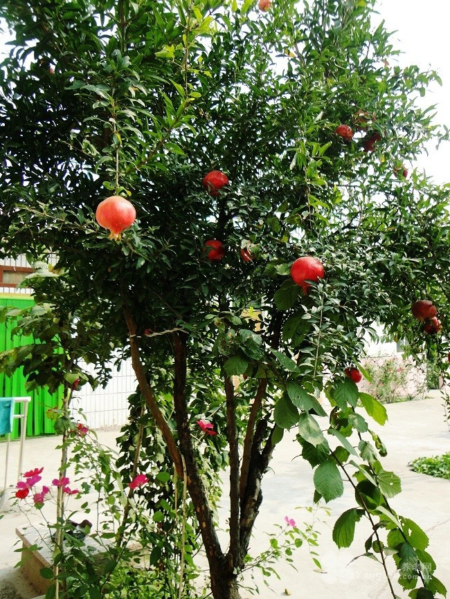 鶴壁市老壽星養老院