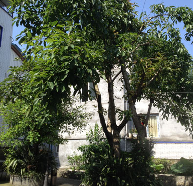重慶市南岸區青松養老公寓